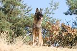 MALINOIS 139